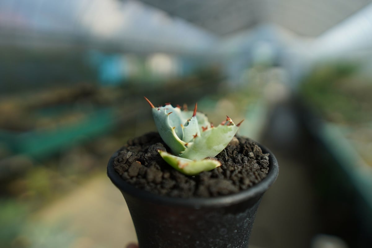 アガベ 兜蟹錦 Agave isthmensis “Kabutogani” variegata アガベ 兜蟹錦 Agave isthmensis “Kabutogani” variegata