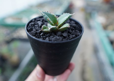 アガベ　チタノタ　FO-76　Agave titanota  FO-76　No.23