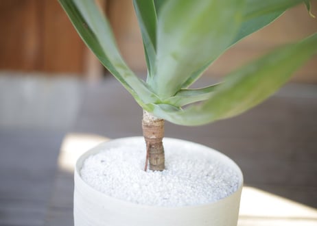アガベ アテナータ　Agave attenuata