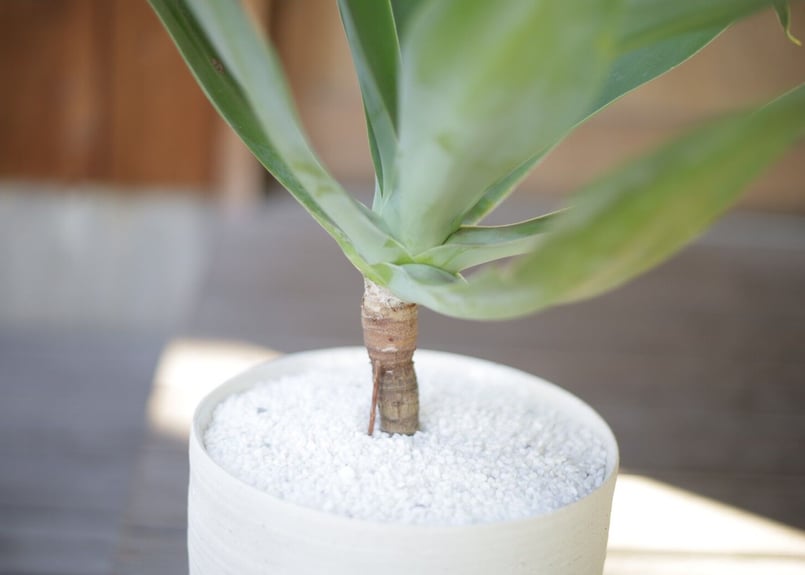 アガベ アテナータ Agave attenuata | mana's farm:塊根植物・アガ