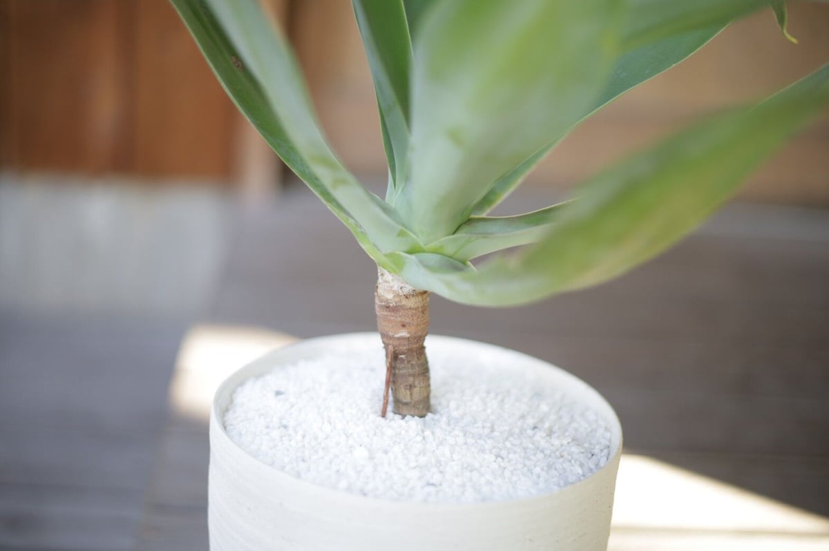 アガベ アテナータ Agave attenuata | mana's green:塊根植物販売 アガベ アテナータ Agave attenuata | mana's green:塊根植物販売