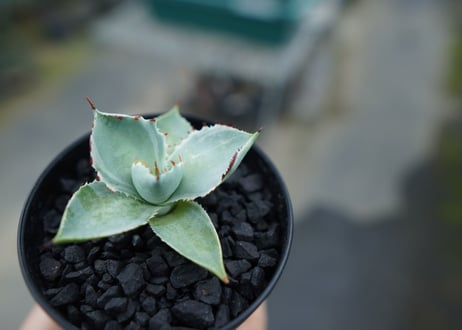 アガベ　兜蟹錦　Agave isthmensis “Kabutogani” variegata