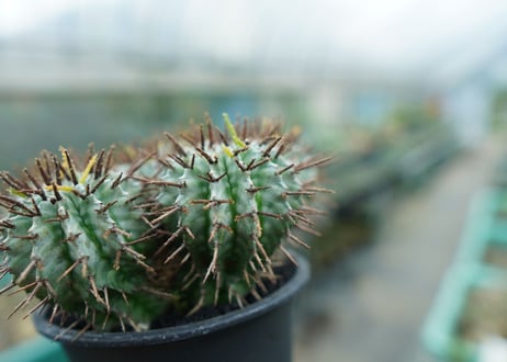 ユーフォルビア　ホリダ　Euphorbia horrida  No.1