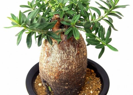 パキポディウム　ビスピノーサム　Pachypodium bispinosum