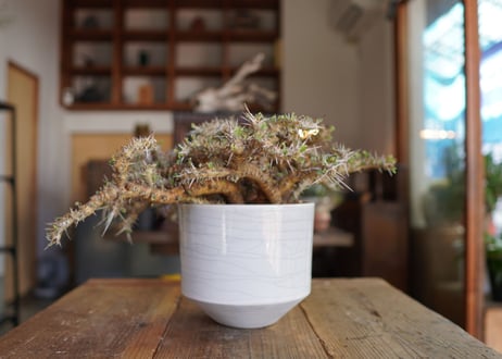 サルコカウロン クラシカウレ　Sarcocaulon crassicaule