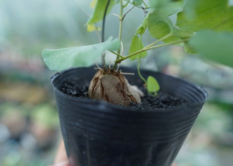 ディオスコレア　シルバティカ　Dioscorea sylvatica No.3