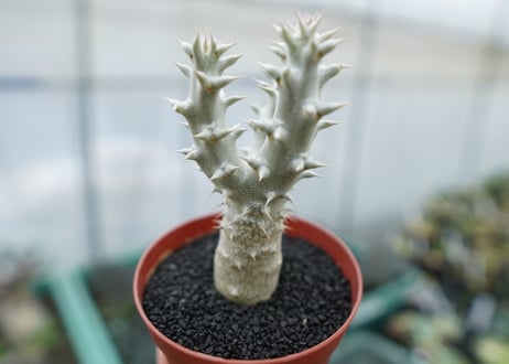 パキポディウム　デンシフローラム　Pachypodium densiflorum　No.9