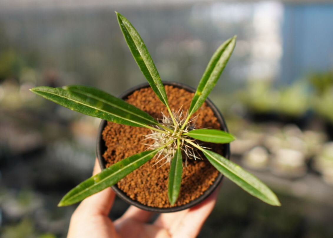 パキポディウム・フィヘレネンセ c2162a78dba5a37eca7abee0e98556