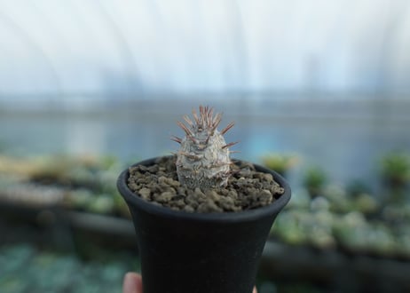 パキポディウム　カクチぺス　Pachypodium cactipes  No.1