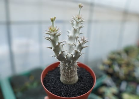 パキポディウム　デンシフローラム　Pachypodium densiflorum　No.8