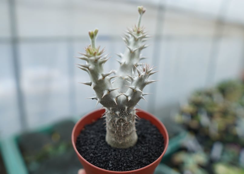 パキポディウム デンシフローラム Pachypodium densiflorum No.8 |