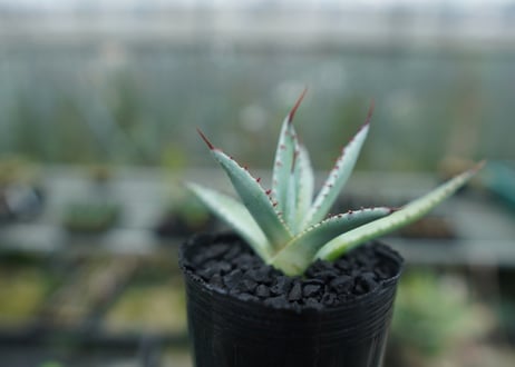 アガベ　屈原の舞扇 Agave 'Kutsugen no Maiougi'   No.3