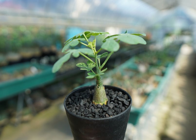 アデニア グラウカ Adenia Glauca No.3 | mana's farm:塊根植物