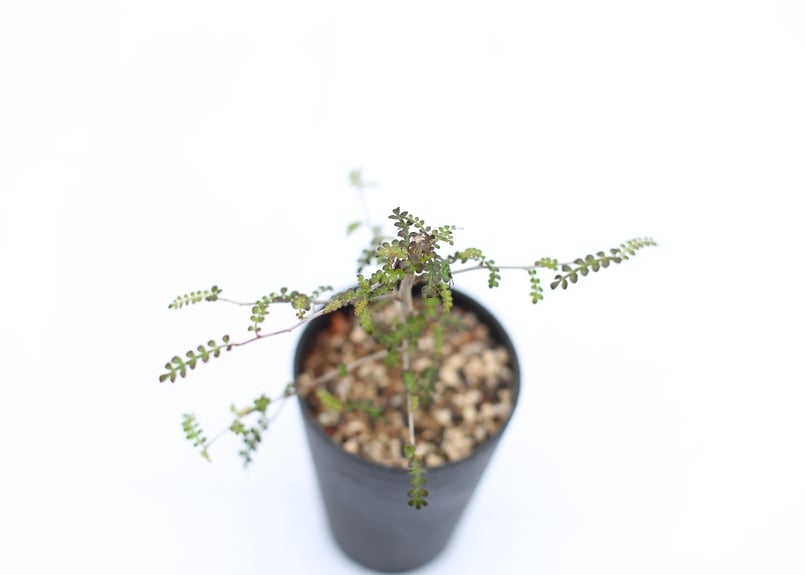 オペルクリカリア☆デカリー(根挿し5年目) オペルクリカリア☆デカリー(根挿し5年目)