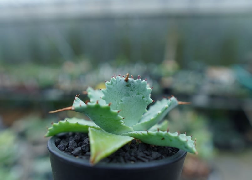 アガベ イシスメンシス Agave Isthmensis No.2 | mana's farm