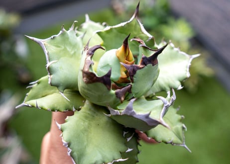 Agave titanota dwarf 姫厳龍NO.4  (G)
