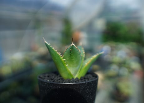 アガベ　チタノタ　黄覆輪　Agave titanota variegata