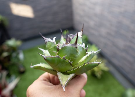 Agave ハデス 黒獄 Ｂ NO.2    (G)