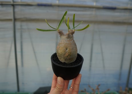 パキポディウム　グラキリス　 Pachypodium Gracilius  No.4