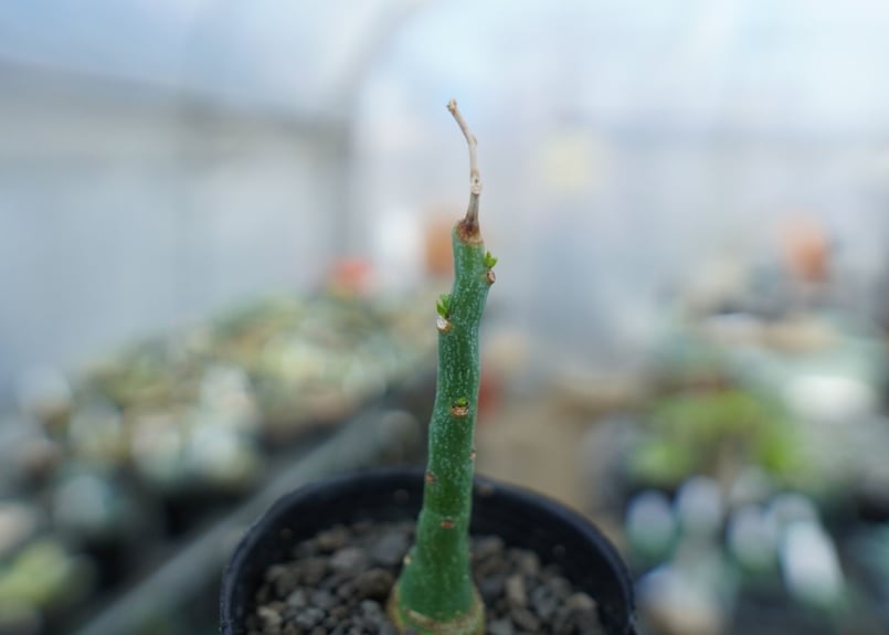 アデニア グラウカ Adenia Glauca No.3 | mana's farm:塊根植物