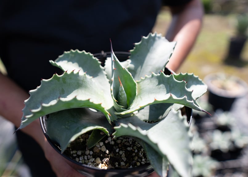 Agave Mr Ripple | mana's farm:塊根植物・アガベ・ドライガーデン植