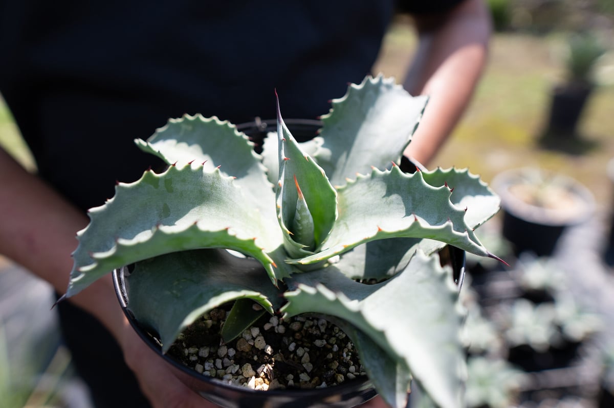 Agave Mr Ripple | mana's green:塊根植物販売|マナズグリーン