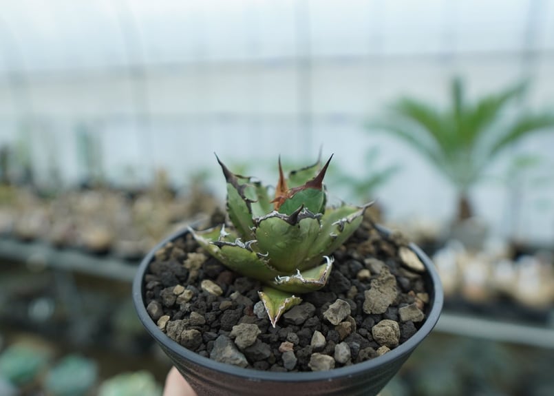 AGAVE TITANOTA FO-76 実生株 AGAVE TITANOTA FO-76 実生株 agave titanota FO-76 特選株（子株販売