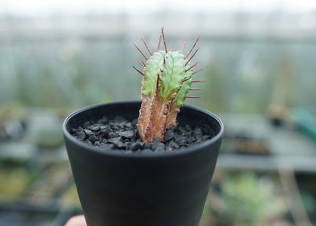 ユーフォルビア　ホリダ　マジョール　Euphorbia horrida major
