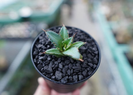 アガベ　チタノタ　FO-76　Agave titanota  FO-76　No.30