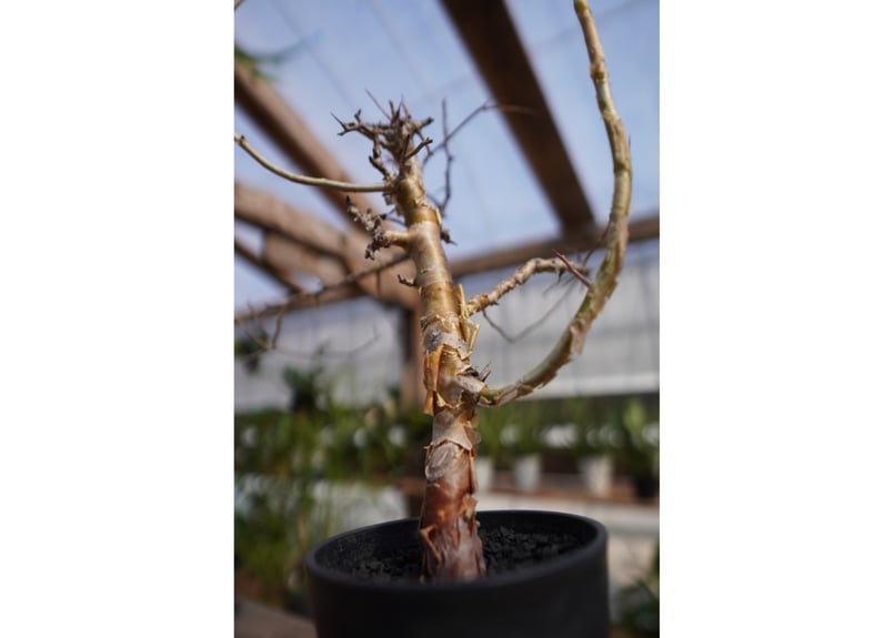 コミフォラ ミルラ | mana's farm:塊根植物・アガベ・ドライガーデン