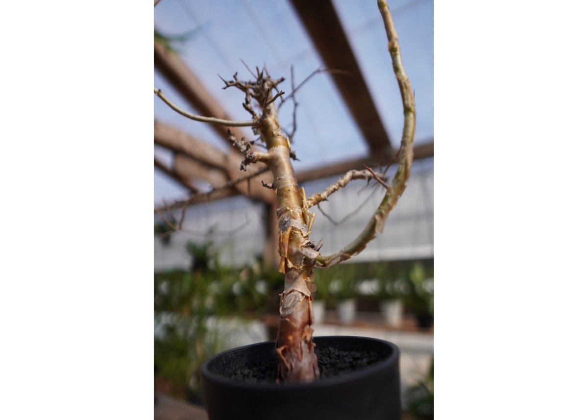 コミフォラ ミルラ | mana's farm:塊根植物・アガベ・ドライガーデン