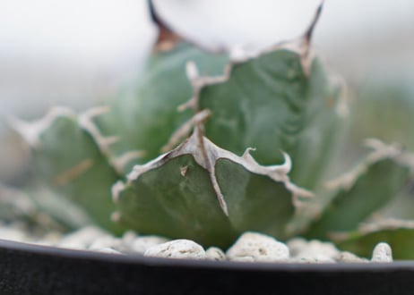 Agave White flame B 白火焔  NO.1