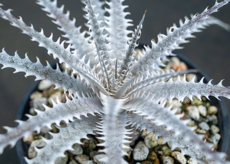 ディッキア | mana's farm:塊根植物・アガベ・ドライガーデン植物販売