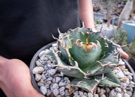 agave titanota　白鯨  ガチムチ選抜株  No.2