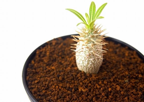 パキポディウム イノピナツム　Pachypodium inopinatum
