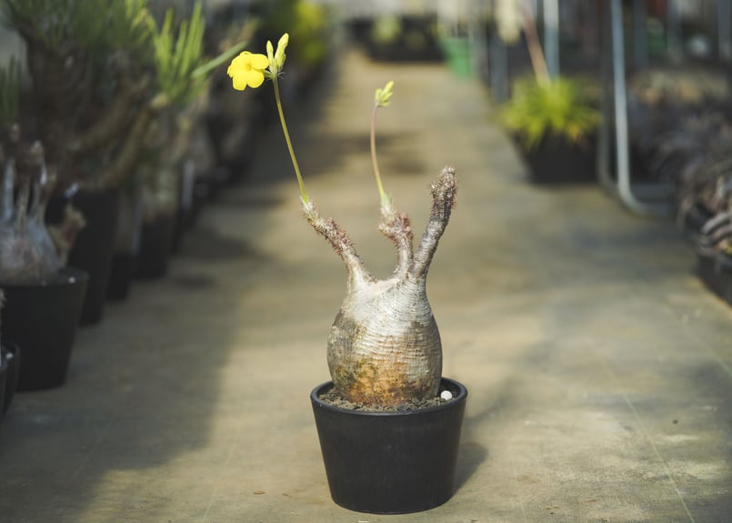 パキポディウム グラキリス | mana's farm:塊根植物・アガベ・ドライ