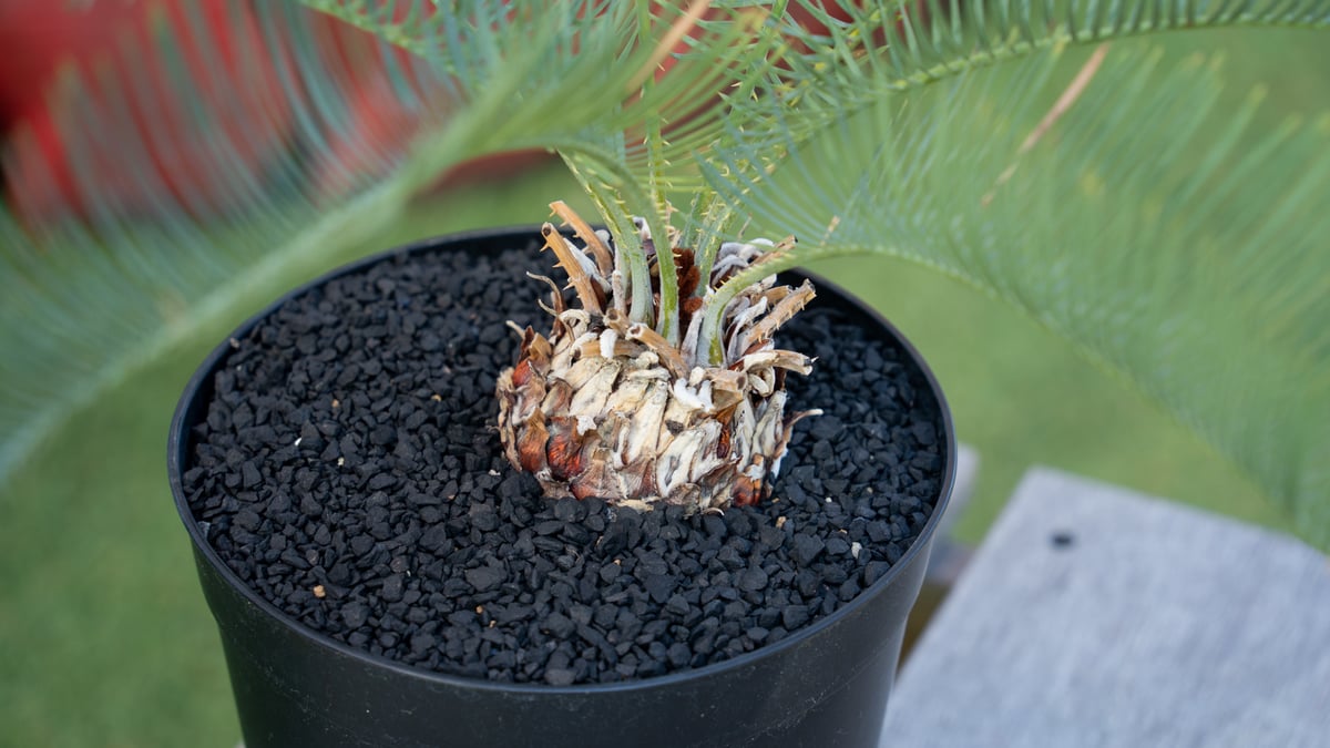 サイカス　カイルンシアナ fit=scale-down,w=1200