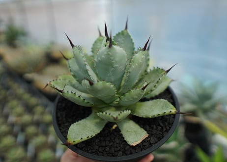 アガベ　マクロアカンサ×ポタトラム　 Agave macroacantha×potatorum  No.2