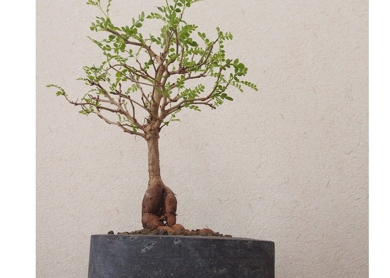 Operculicarya decaryi オペルクリカリア・デカリー no.3 | mana