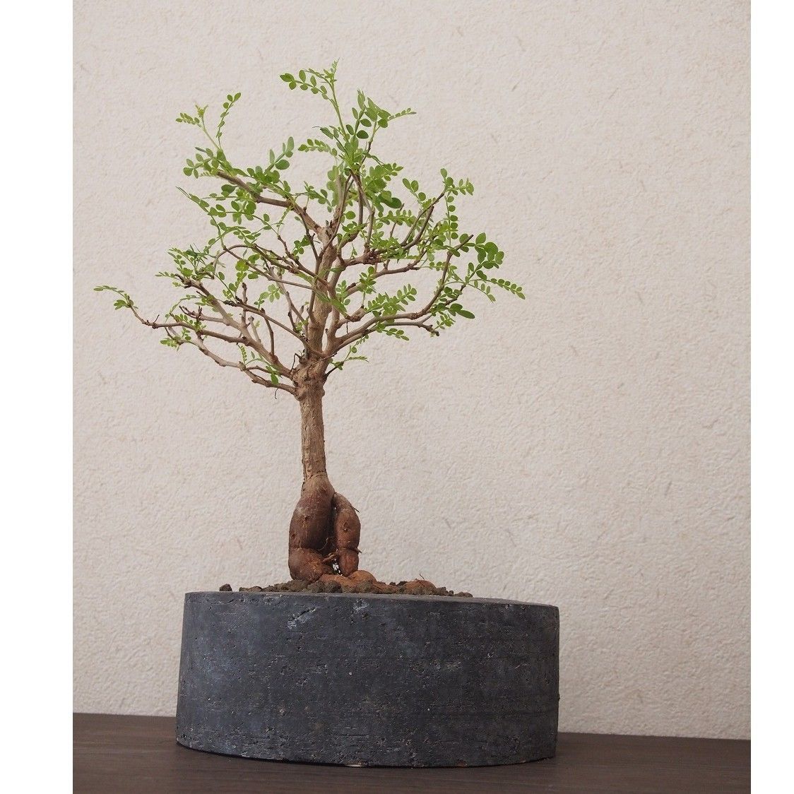 Operculicarya decaryi オペルクリカリア・デカリー no.3 | mana