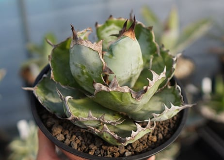 agave titanota ブラック＆ブルー　No.8