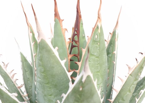 Agave purpusorum