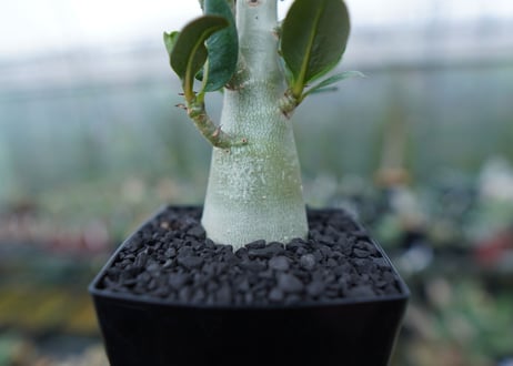 アデニウム　Adenium　No.1