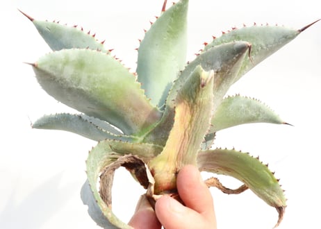Agave pygmaea 'Dragon Toes'
