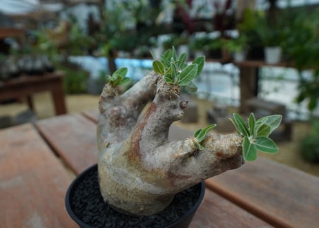 パキポディウム　エブレネウム　Pachypodium eburneum  No.1