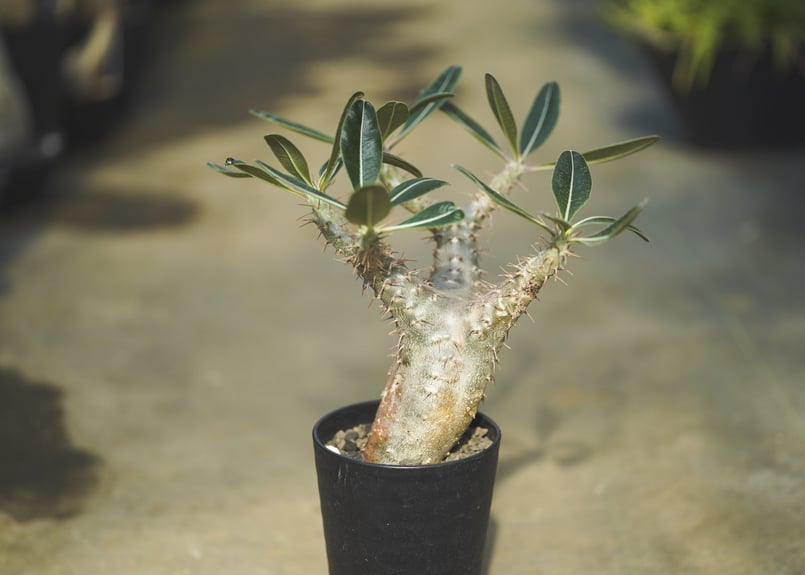 パキポディウム カクチペス | mana's farm:塊根植物・アガベ・ドライ