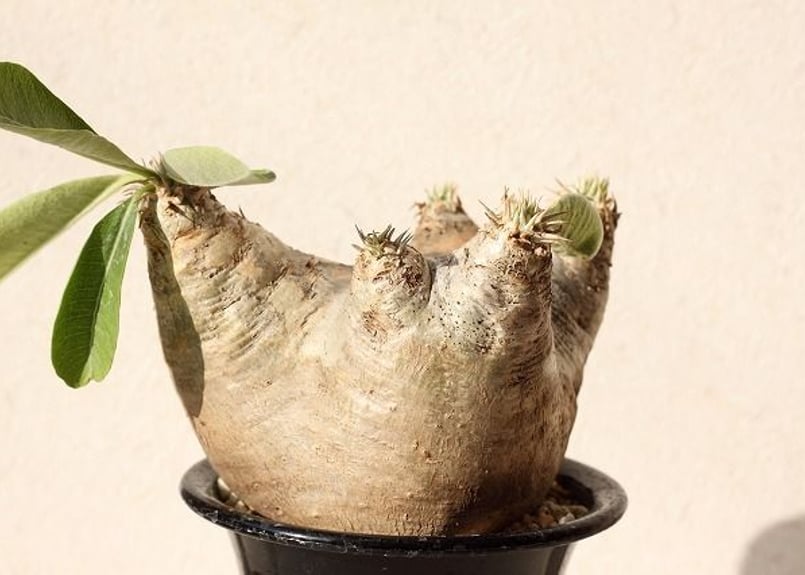 Pachypodium eburneum パキポディウム エブレネウム no.2 | man