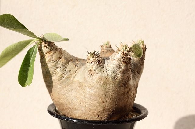 パキポディウム エブレネウム Pachypodium eburneum ⑤ パキポディウム エブレネウム / Pachypodium eburneum no.507