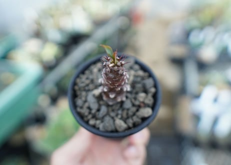 ユーフォリビア　パキポディオイデス　Euphorbia pachypodioides