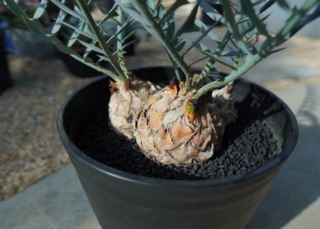 エンセファラルトス　 ホリダス　Encephalartos horridus